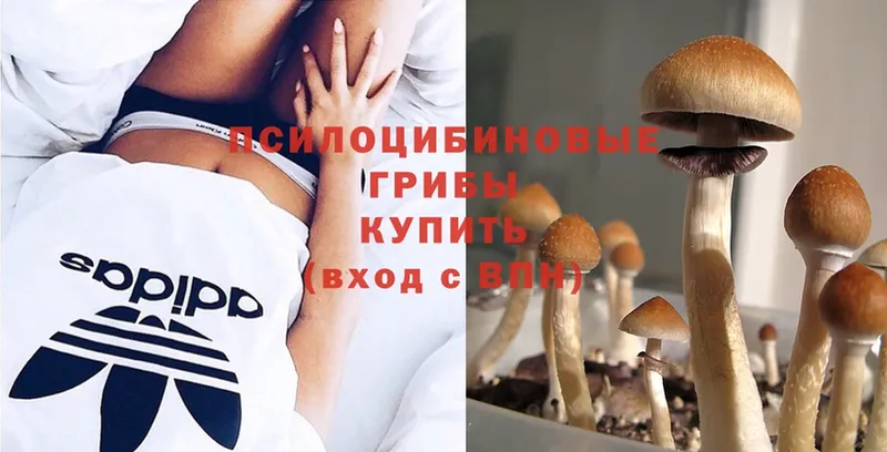 где купить наркоту  Дмитровск  Псилоцибиновые грибы Magic Shrooms 